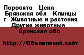 Поросято › Цена ­ 25 000 - Брянская обл., Клинцы г. Животные и растения » Другие животные   . Брянская обл.